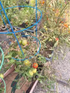 photograph of my garden tomatoes